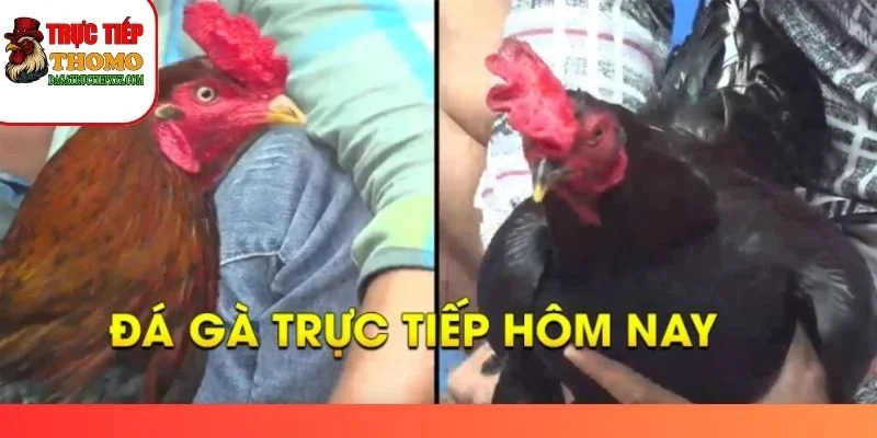 Thích Đá Gà - hero